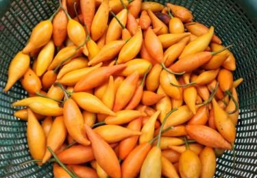 Iboga%20Root%20Barks